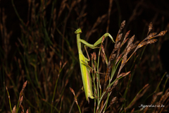 Paramantis sacra