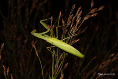 Paramantis sacra