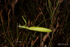 Paramantis sacra