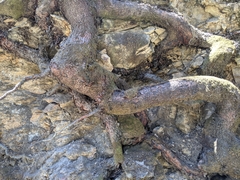 Arbutus menziesii