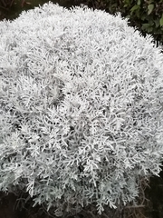 Magnoliopsida