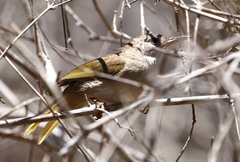 Thamnornis chloropetoides