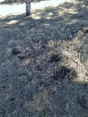 Thomomys talpoides