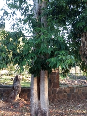 Cinnamomum verum