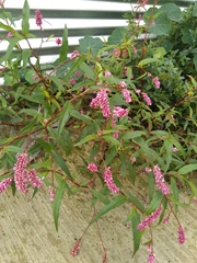 Persicaria