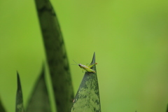 Chloropseustes