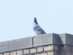 Columba livia domestica