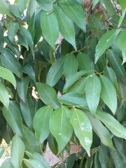 Cinnamomum verum