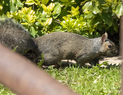 Sciurus carolinensis
