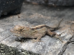 Anolis sagrei