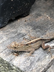 Anolis sagrei