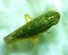Graminella fitchii