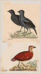 Black Partridge photo 4