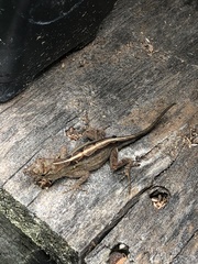 Anolis sagrei