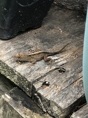 Anolis sagrei