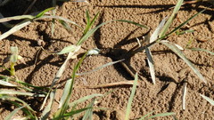 Pantomorus viridisquamosus