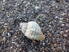 Trophon geversianus