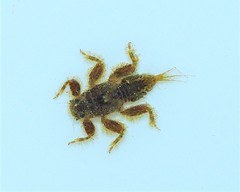 Drunella lata