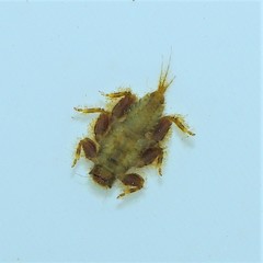 Drunella lata