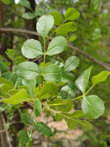 California Ash seedling