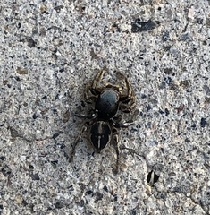 Habronattus schlingeri