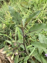 Solanum