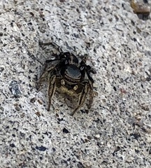 Habronattus schlingeri