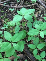 Lysimachia latifolia