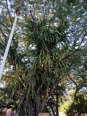 Lepismium cruciforme