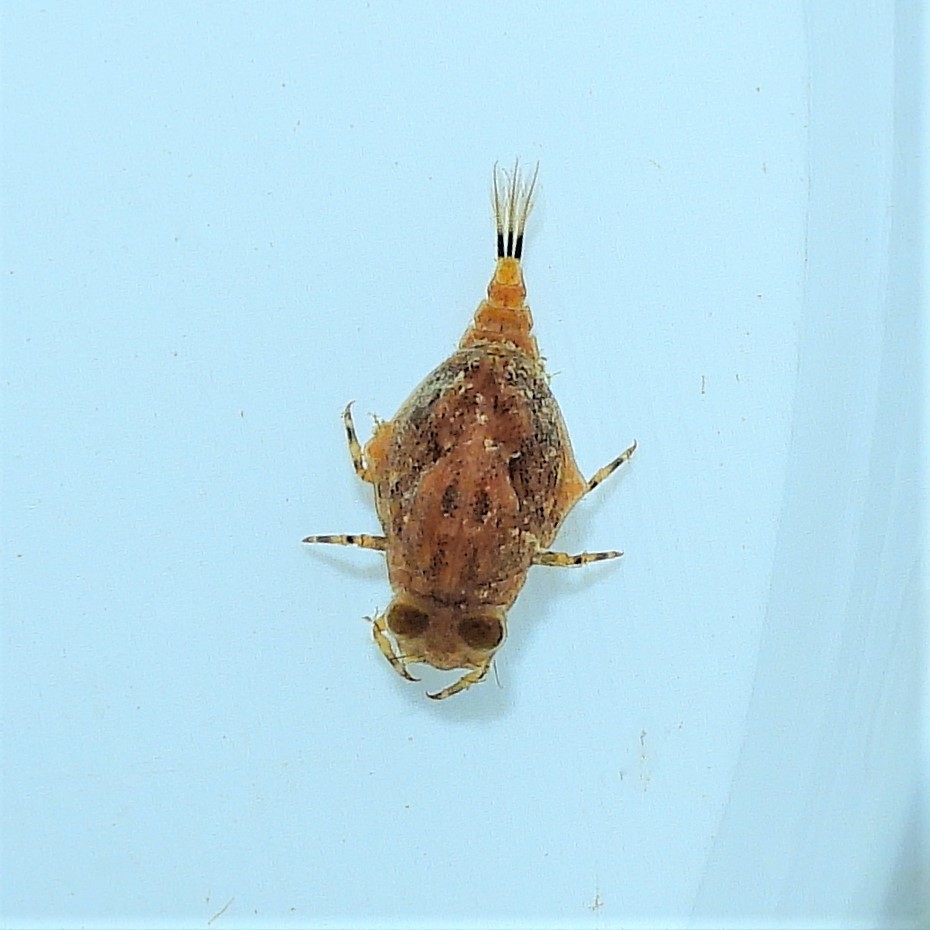 Baetisca obesa