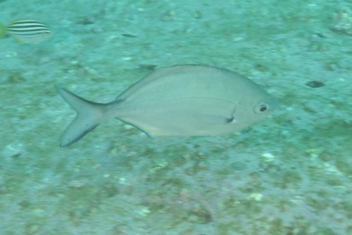 False pompano (Scorpis lineolata) — Kyphosidae — 4