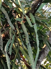 Lepismium cruciforme