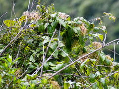 Clematis haenkeana