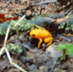 Brachycephalus ephippium