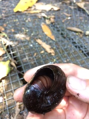 Powelliphanta traversi