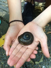 Powelliphanta traversi