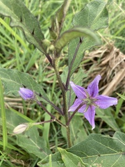 Solanum