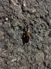 Forficula auricularia