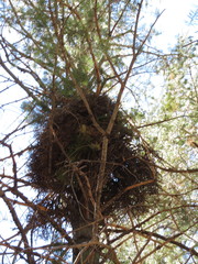 Arceuthobium douglasii