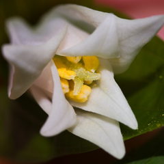 Prosartes smithii