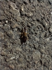 Forficula auricularia