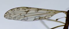 Austrolimnophila stewartiae