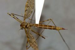Austrolimnophila stewartiae