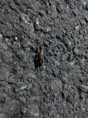 Forficula auricularia