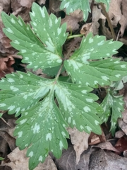 Hydrophyllum virginianum