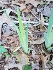 Iris verna