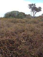 Muehlenbeckia complexa complexa