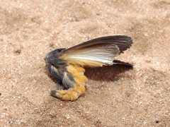 Hylaeora