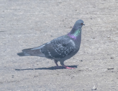 Columba livia domestica