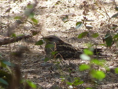 Hydropsalis torquata